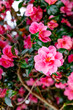Vibrant Pink Camellia Flowers in the Wild