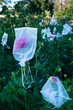 A garden of dahlia blooms covered with protective nets. [Vertica