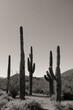 Monochrome Cacti in Phoenix Arizona