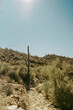 Bright Sun against Arizona Cacti
