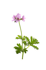 Wall Mural - pink flowers of rose geranium isolated on a white background