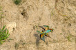 © serge - European Bee-eater in flight in front of its hole in a cliff