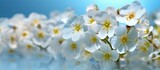 Fototapeta  - White Blossoms Under Blue Sky, Spring forest white flowers primroses