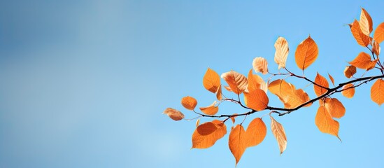 Wall Mural - An autumn background with close up leaf details showcasing orange and yellow leaves beautifully framing against a serene blue sky Copy space image