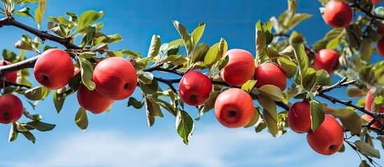 Poster - A branch covered in red apples on an apple tree with space for adding text or graphics. Creative banner. Copyspace image