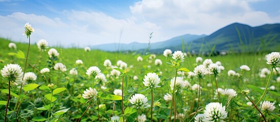 Poster - Copy space image of white clover in full bloom in a picturesque field