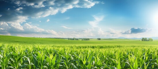 Poster - A rural field on a farm with corn agriculture showcasing lush greenery of plants in their growth season under the summer sun A picturesque farming scene within an organic outdoor landscape offering a