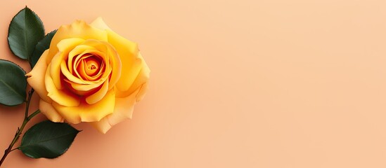 Poster - Top view of a stunning orange rose placed on a delicate yellow paper background creating a visually pleasing flat lay image with ample copy space