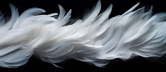 Aufkleber - Abstract white feathers gracefully descending in the darkness creating a captivating visual against the black backdrop Ideal for copy space images