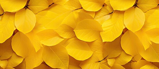 Poster - A vibrant display of yellow birch leaves perfect for a copy space image