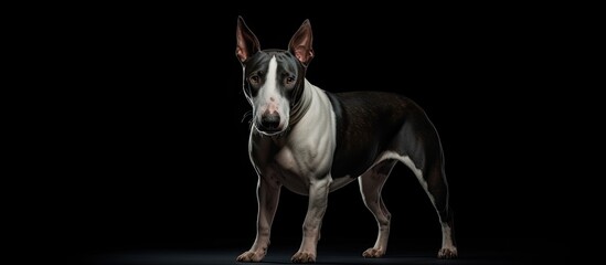 Poster - Black studio background showcasing a Bull Terrier type dog leaving ample copy space in the image
