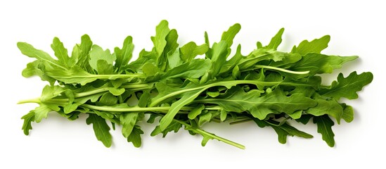 Poster - Top view of a rucola or arugula leaf isolated on a white background creating a flat lay pattern with ample copy space for your text