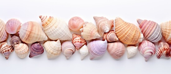 Canvas Print - Top view of conch seashells arranged as summer marine decoration on a white background providing ample copy space for creative use of images