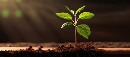 Poster - A concept of growing and planting a green sapling coffee seed representing newborn or afforestation with a copy space image set against a wooden background