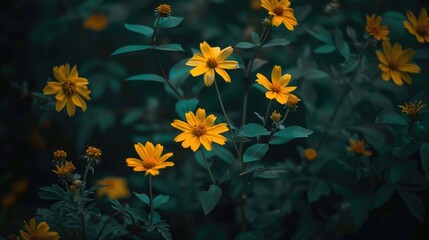 Poster - Close up of blooming Lance leaved Coreopsis with yellow flowers