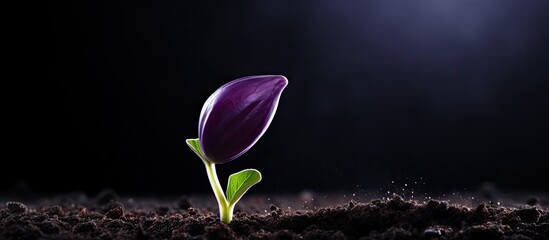 Poster - Copy space image of an aubergine seedling