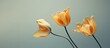 © HN Works - A wilted petal adorns two yellow orange tulip flowers against a minimal pastel gray beige backdrop with copy space creating a botany inspired creative wallpaper and capturing the beauty of nature