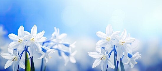 Poster - Scilla luciliae the initial white spring flowers can be seen against a softly focused spring backdrop Ample space for text is available