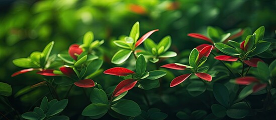 Poster - A beautiful background of fresh green leaves with sunlight featuring tiny red flowers Perfect as a wallpaper with copy space