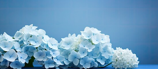 Poster - Blue hydrangea flowers against a copy space image of a blue background