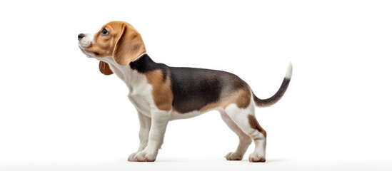 Poster - The cute beagle with its white and brown fur bends its head towards the left side and stands on its hind legs It stands in front of a white background providing copy space for text and advertisements