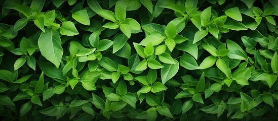 Poster - An image of a background filled with green leaves providing a copy space for additional content