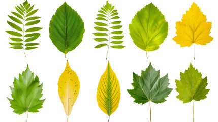 Wall Mural - Set of ash tree leaves, displaying their compound structure with multiple leaflets, changing from summer green to vibrant yellow