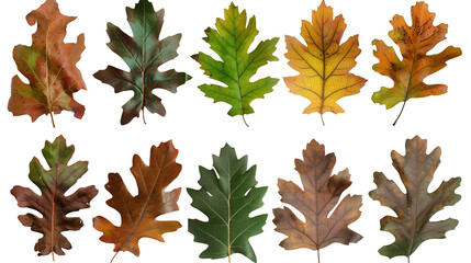 Wall Mural - Set of oak leaves, displaying a range of species with varying textures and colors from spring green to rich autumn bronz