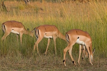 Wall Mural - Impala (Aepyceros melampus) in South Luangwa National Park. Zambia. Africa.