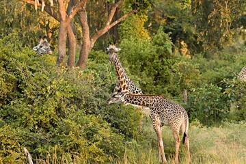 Wall Mural - Thornicrofts Giraffe (Giraffa camelopardalis thornicrofti) in South Luangwa National Park. Zambia. Africa.