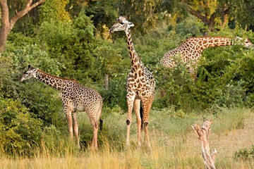 Wall Mural - Thornicrofts Giraffe (Giraffa camelopardalis thornicrofti) in South Luangwa National Park. Zambia. Africa.