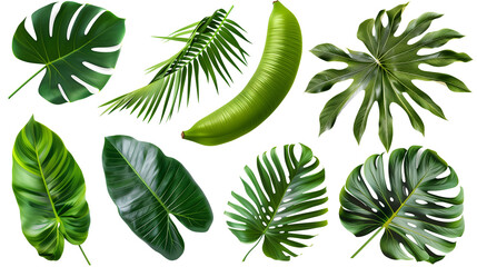 Wall Mural - Set of tropical leaves including monstera, banana, and palm, showcasing exotic shapes and vibrant greens