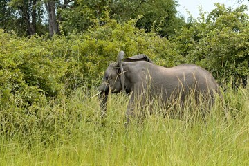 Wall Mural - African Elephant (Loxodonta africana). South Luangwa National Park. Zambia. Africa.