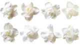 Set of gardenia petals, widely used in bridal bouquets and décor for their pure white color and exquisite scent