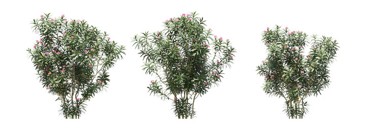 Oleander isolated, bushes shrub and small plants isolated	
