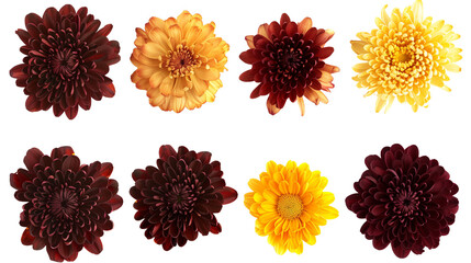 Wall Mural - Set of top view blooming chrysanthemums, capturing various shades from gold to deep burgundy