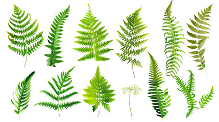 Wall Mural - Set of fern leaves, displaying different species with intricate fronds and textures