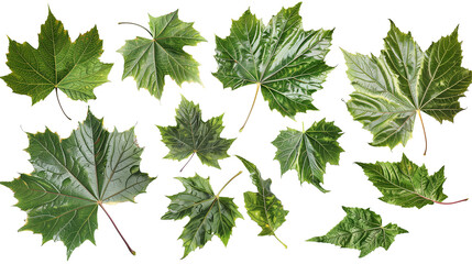 Wall Mural - Set of sycamore leaves, displaying their large, broad leaves with distinctive mottled bark patterns