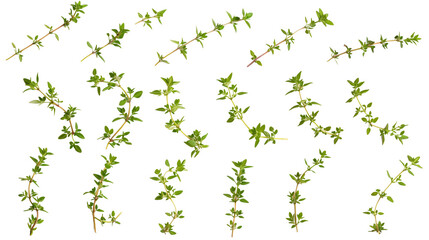 Wall Mural - Set of thyme leaves, featuring tiny, pungent leaves often used in culinary and medicinal applications,