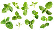 Set of oregano leaves, with their small, oval leaves packed with a robust flavor, essential in Mediterranean cooking,