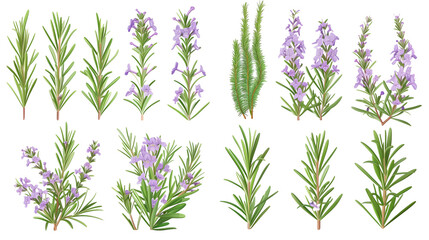 Wall Mural - Set of rosemary elements, featuring rosemary flowers, needle-like leaves, and woody stems, used in culinary and aromatic applications,