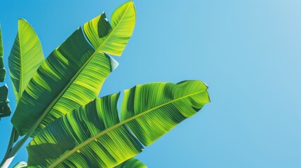 banana leaf with clear blue sky