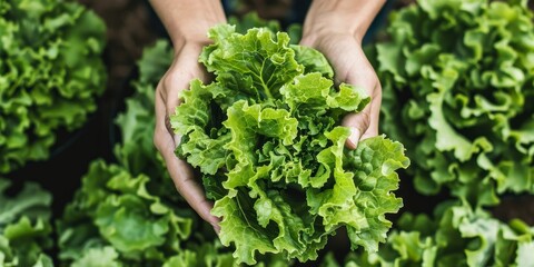 Wall Mural - Hands holding lettuce, organic farm harvest, bio production, AI generated