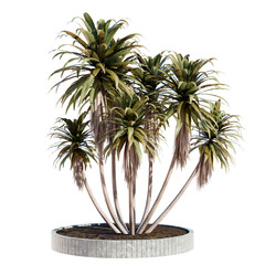 Wall Mural - palm tree in a park isolated on a white or transparent background