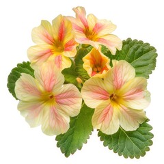 A photo of Primrose , single object , Di-Cut PNG style , isolated on white background