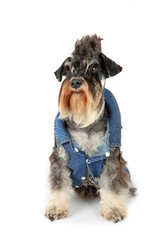 Wall Mural - miniature schnauzer dog with denim vest isolated on white 