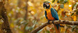 Gold and Blue Macaw (Ara ararauna) perching on tree branch, with empty copy space