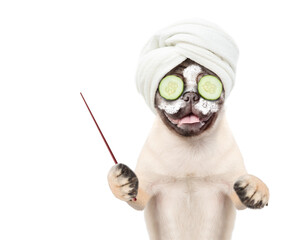 Wall Mural - Funny Pug puppy with towel on it head and with a piece of cucumber on it eyes points away on empty space. isolated on white background