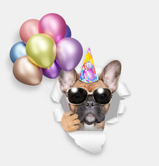 Aufkleber - Cute French bulldog puppy wearing party cap holding colorful balloons and looking through the hole in white paper