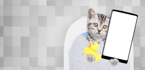 Wall Mural - Cute kitten takes the bath with foam at home and shows big smartphone with white blank screen in it paw. Top down view. Empty space for text